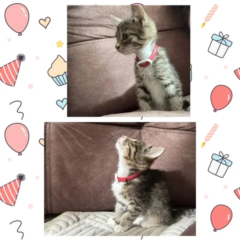 Котенок ищет дом - Товары для кошек в Красноярск