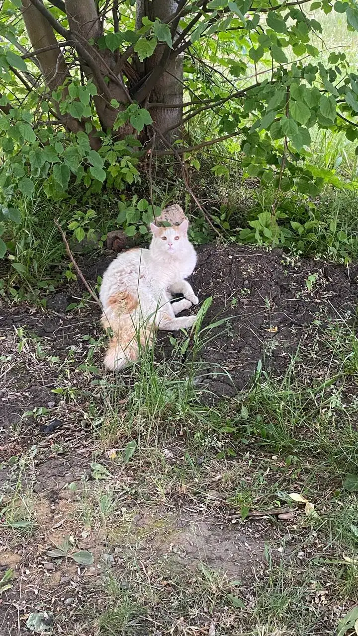 Потерялся котик, ищем хозяев - Животные в Красноярск