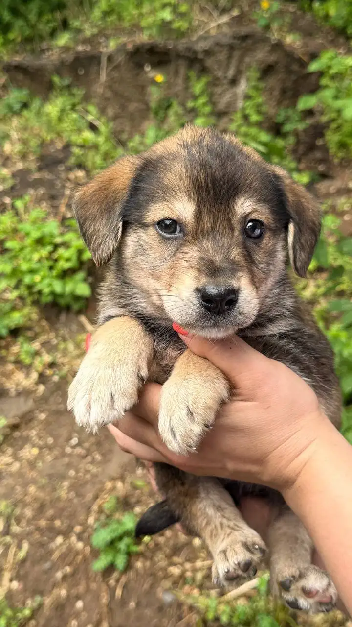 Щенки мальчики 1 мес - Собаки (Животные) в Красноярск