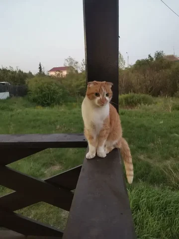 Пропал домашний рыжий вислоухий кот - Животные в Красноярск