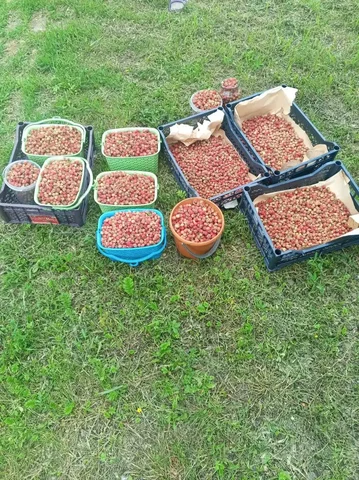 Клубника 1л - Еда в Красноярск