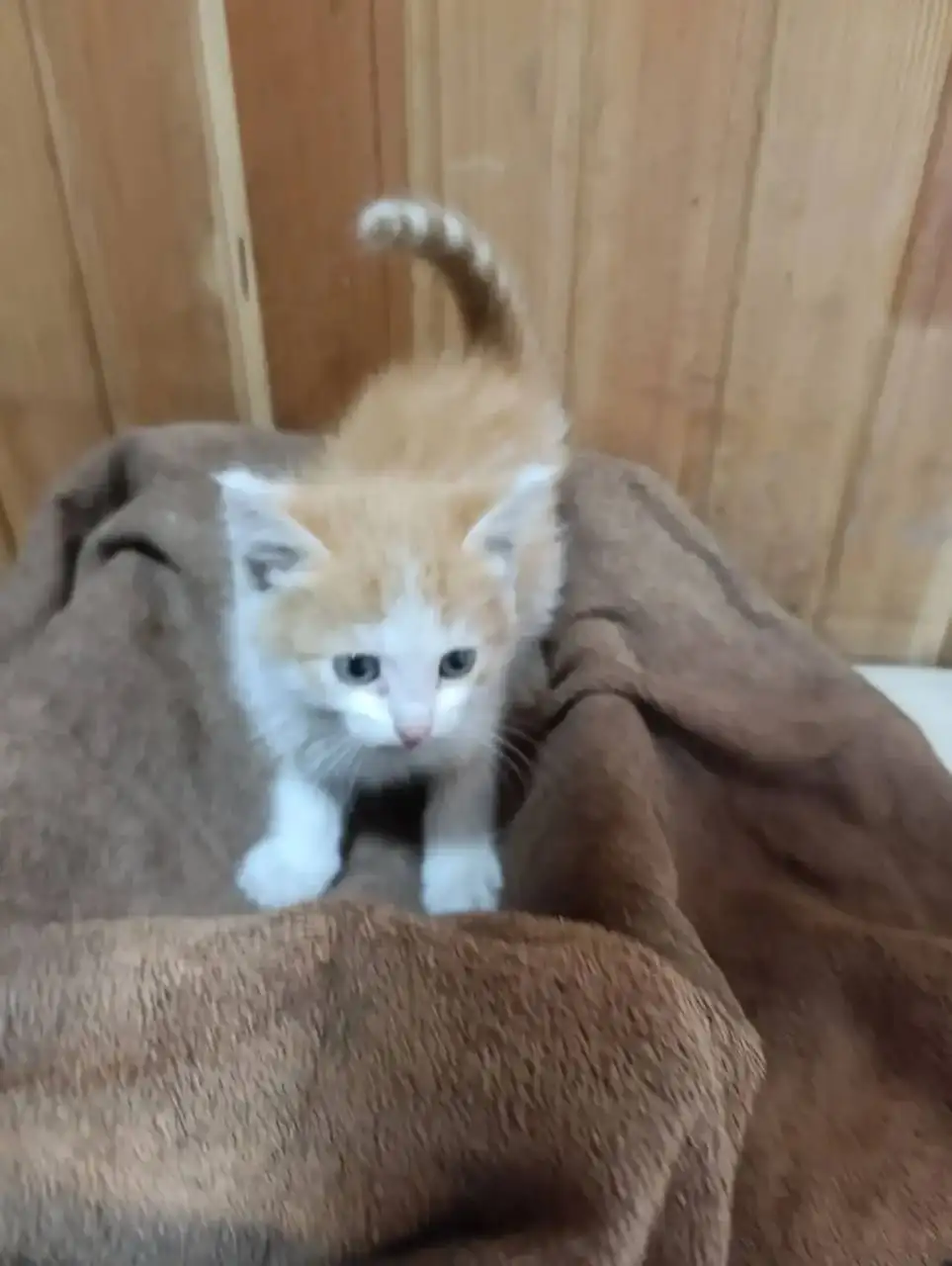 Котята ищут дом - Животные в Красноярск