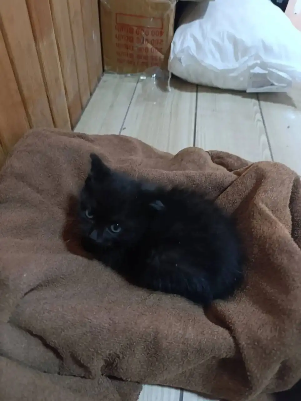 Котята ищут дом - Животные в Красноярск