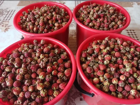 Продам клубнику полевую - Чай в Емельяново