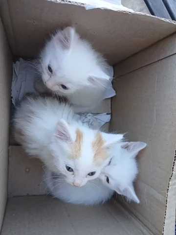 Раздача котят - Собаки в Емельяново