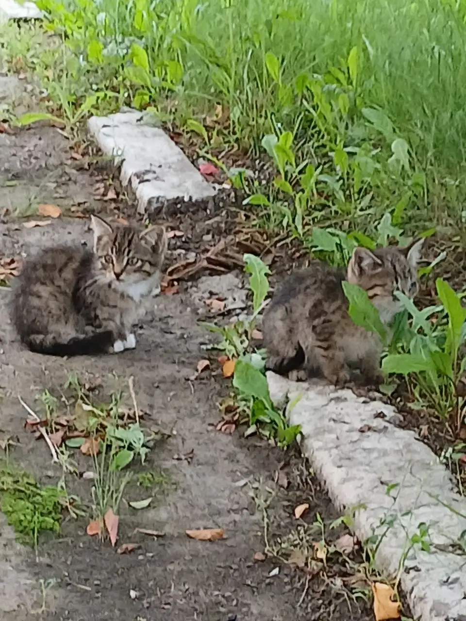 Подкинули 4 котят в детский сад - Котята (Животные) в Емельяново