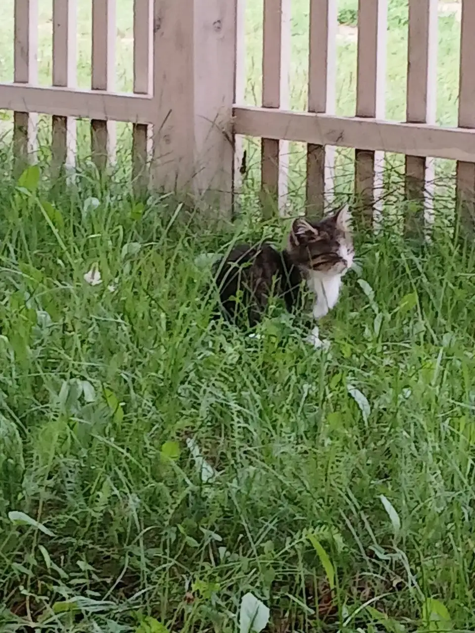 Подкинули 4 котят в детский сад - Котята (Животные) в Емельяново