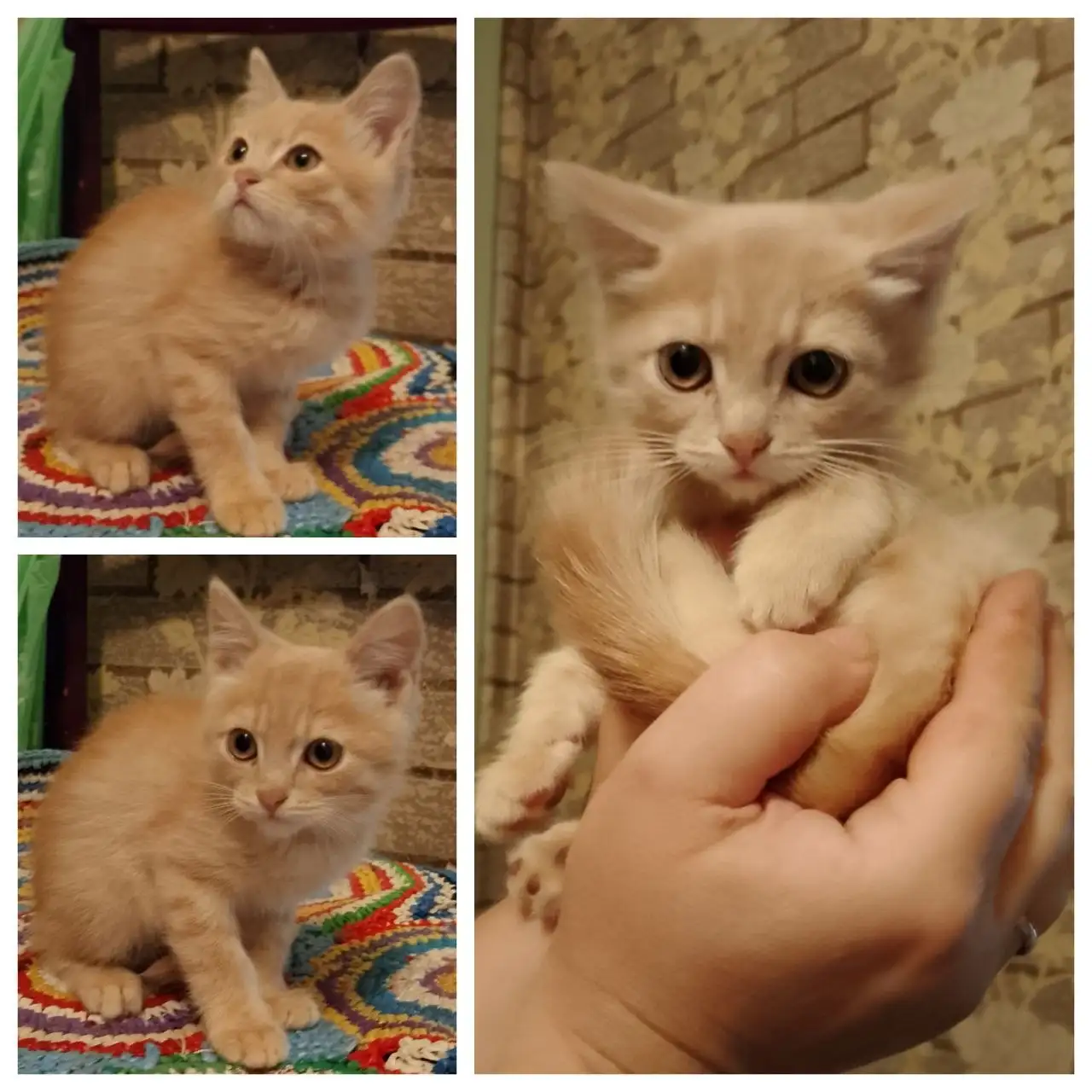 Котенок ищет дом - Кошки (Животные) в Красноярск