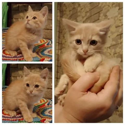 Котенок ищет дом - Собаки в Красноярск