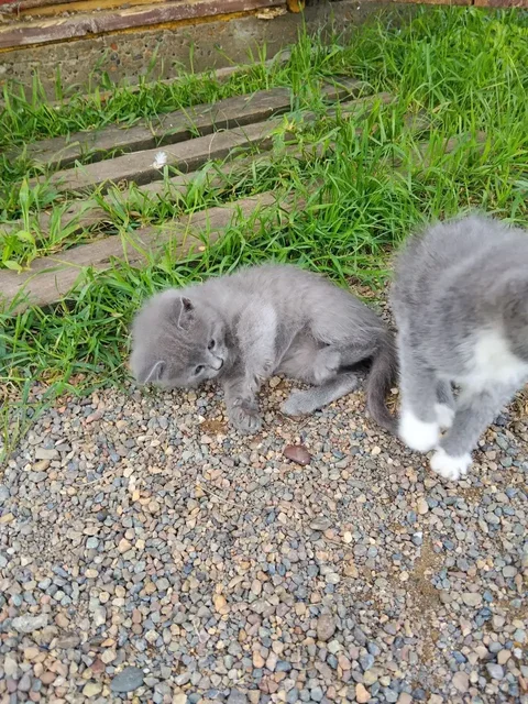 Котята в добрые руки - Собаки в Емельяново