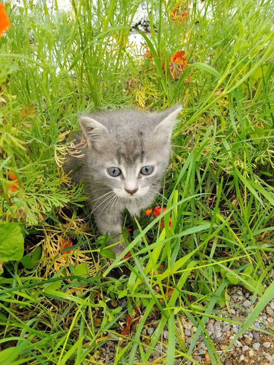 Котята в добрые руки - Кошки (Животные) в Емельяново