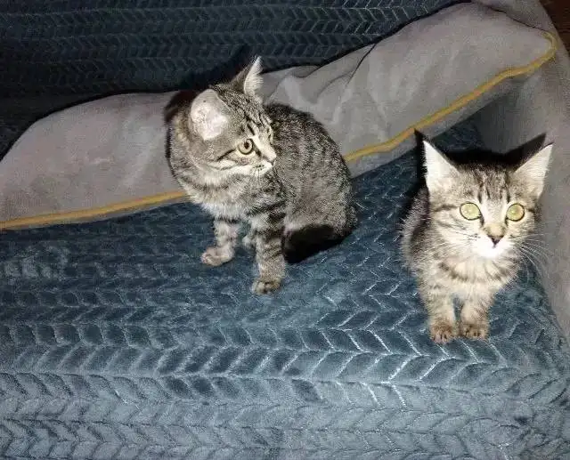 Котята ищут дом - Животные в Красноярск