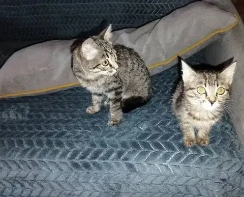 Котята ищут дом - Животные в Красноярск