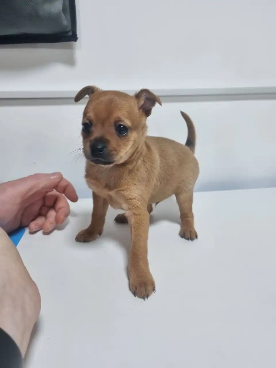 Продам щенка русского той терьера