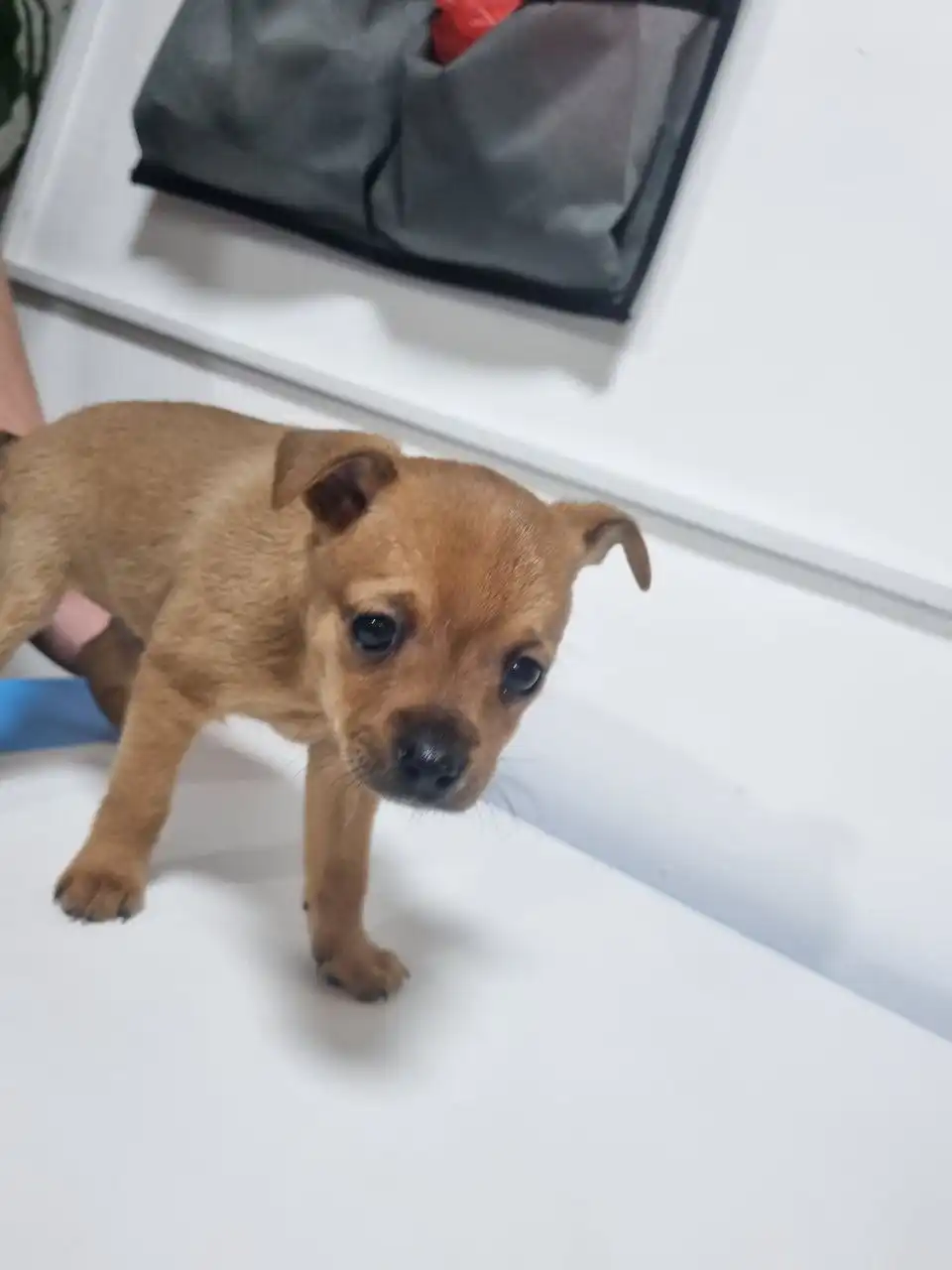 Продам щенка русского той терьера