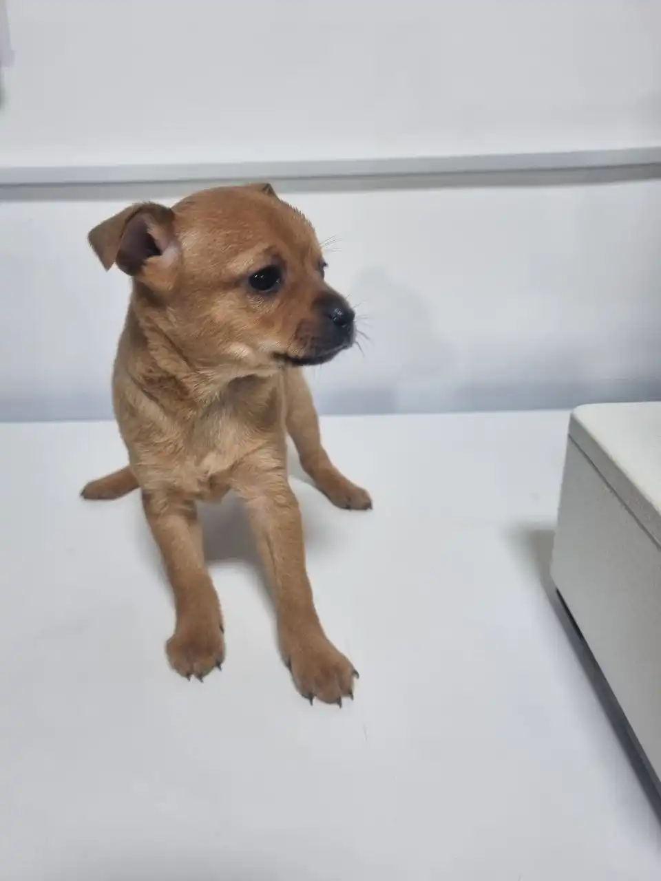 Продам щенка русского той терьера