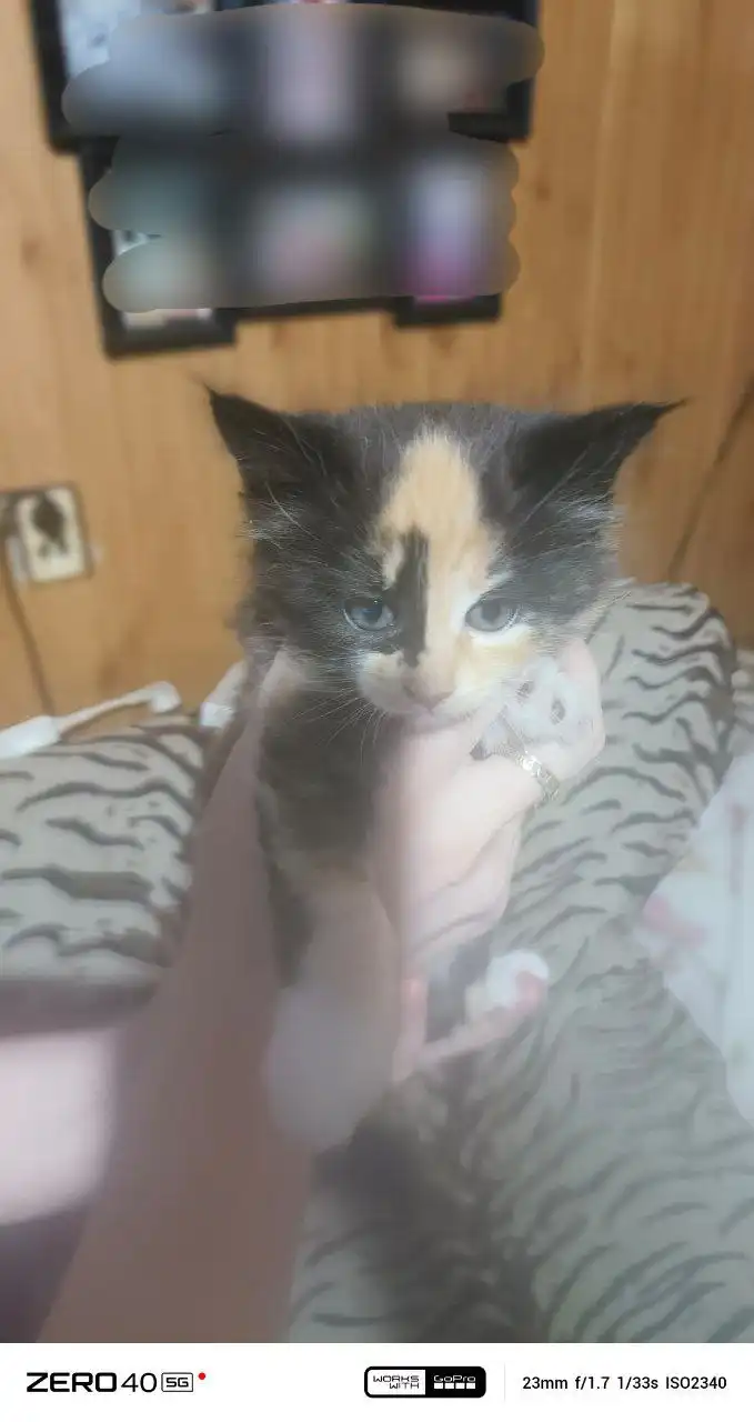 Продажа котят