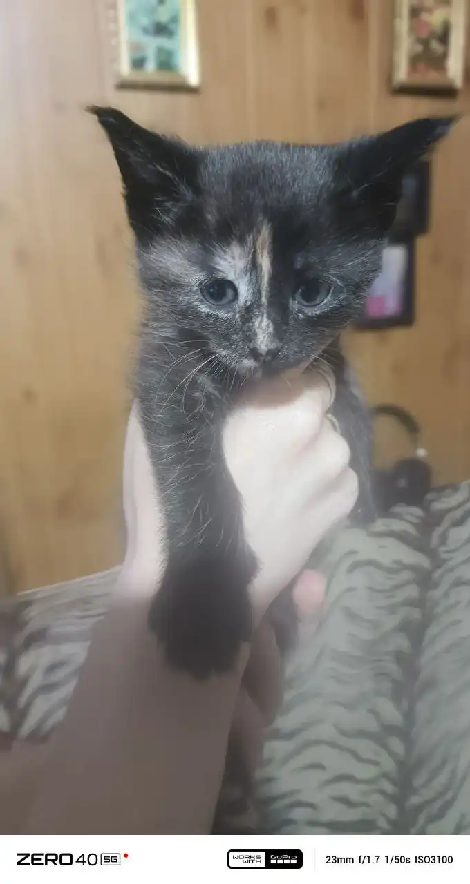 Продажа котят