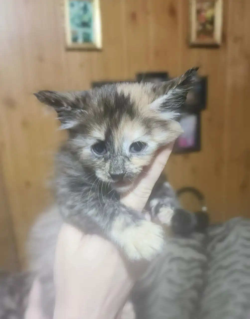 Продажа котят