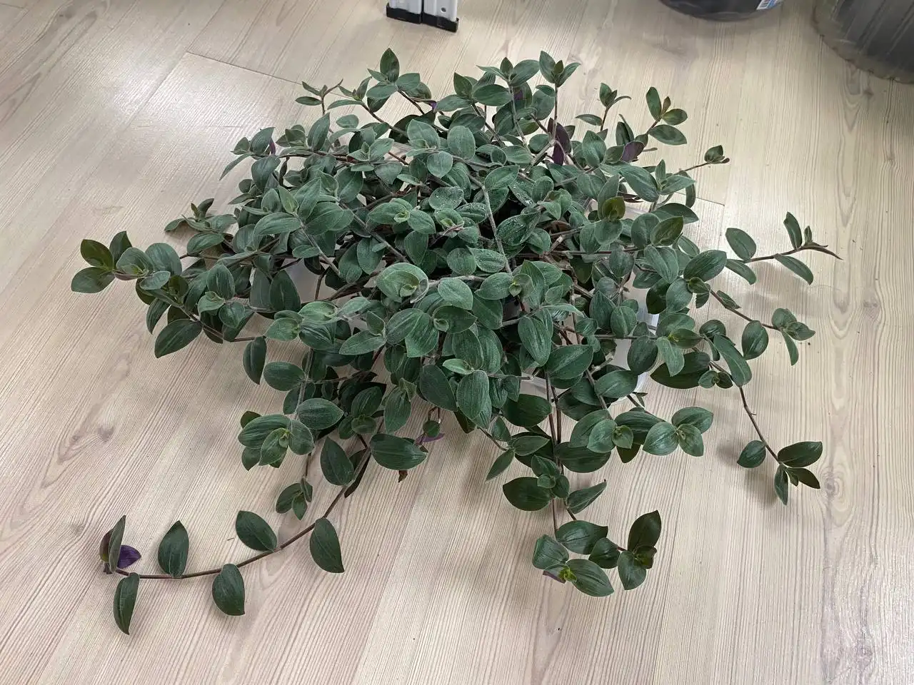 Традесканция Ваby Вunny Веllies (Бэйби Бaнни Бeллиc) - Растения (Барахолка) в Иваново