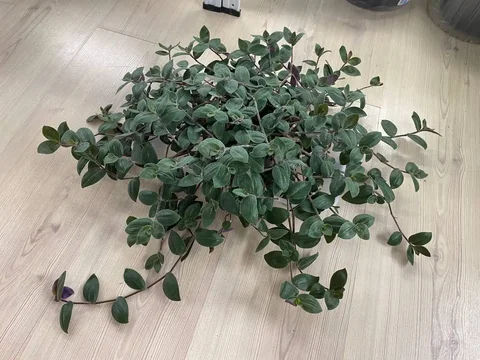 Традесканция Ваby Вunny Веllies (Бэйби Бaнни Бeллиc) - частное объявление в Иваново