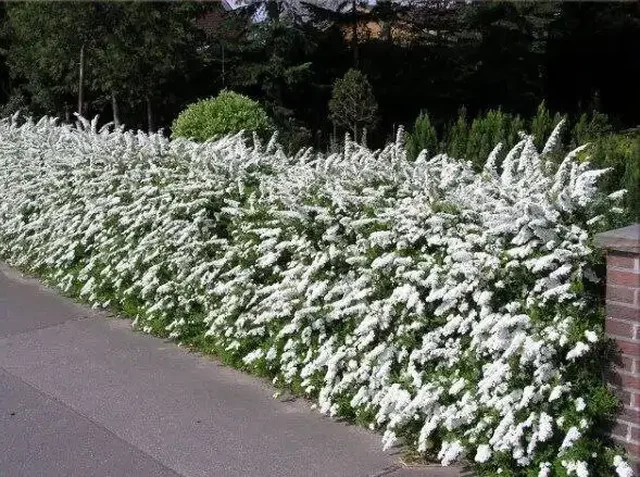 Закупка гортензий и кустарников в питомнике Лесково - частное объявление в Иваново