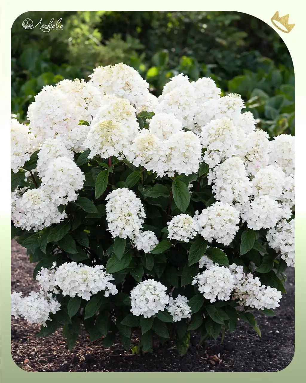 Закупка гортензий и кустарников в питомнике Лесково - Растения (Барахолка) в Иваново