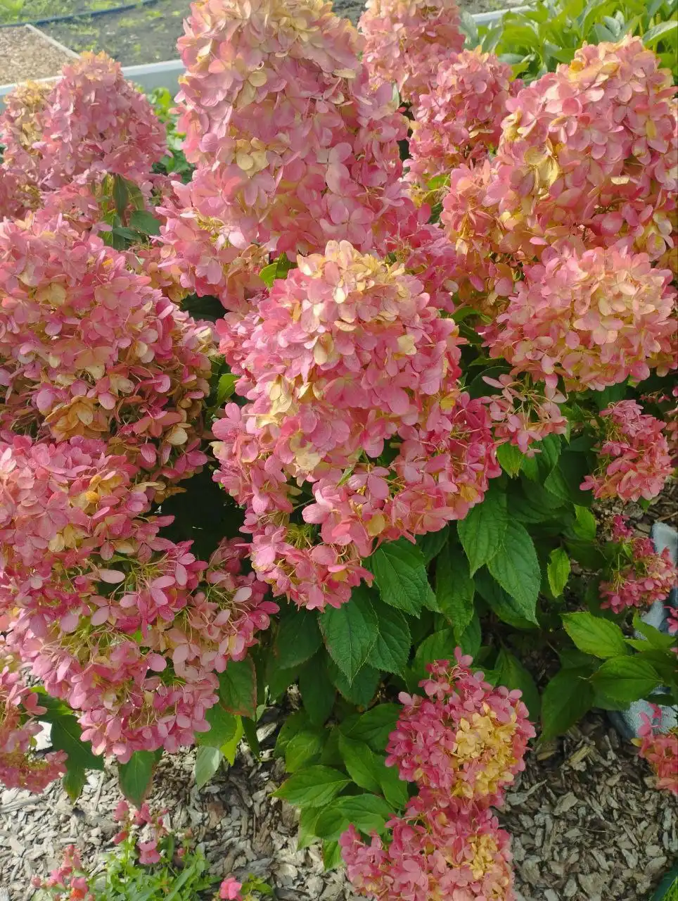 Закупка гортензий и кустарников в питомнике Лесково - Растения (Барахолка) в Иваново