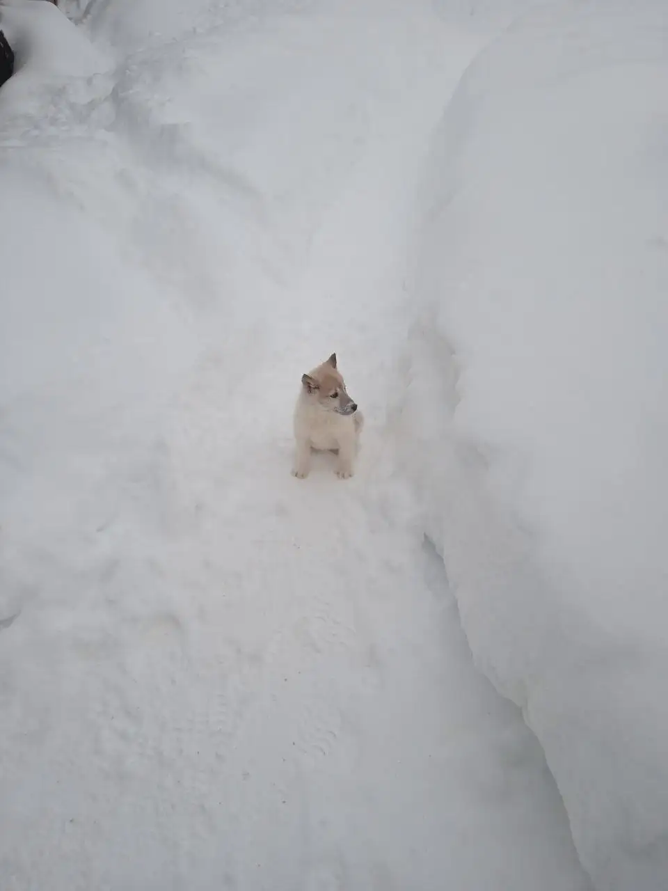 Продажа щенков Западно-Сибирской лайки - Собаки (Животные) в Иваново