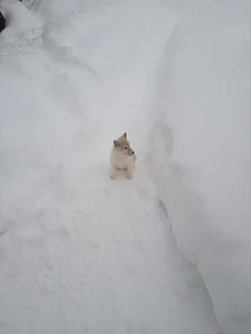 Продажа щенков Западно-Сибирской лайки - Собаки в Иваново
