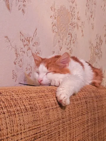 Отдам котенка - Собаки в Иваново