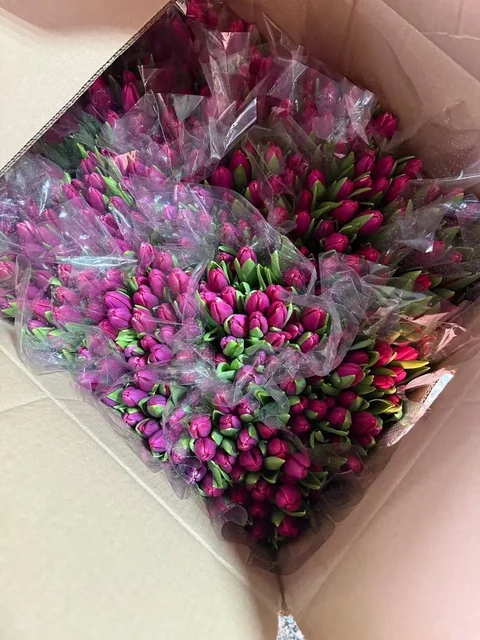 Заказ тюльпанов - Совместные закупки в Иваново