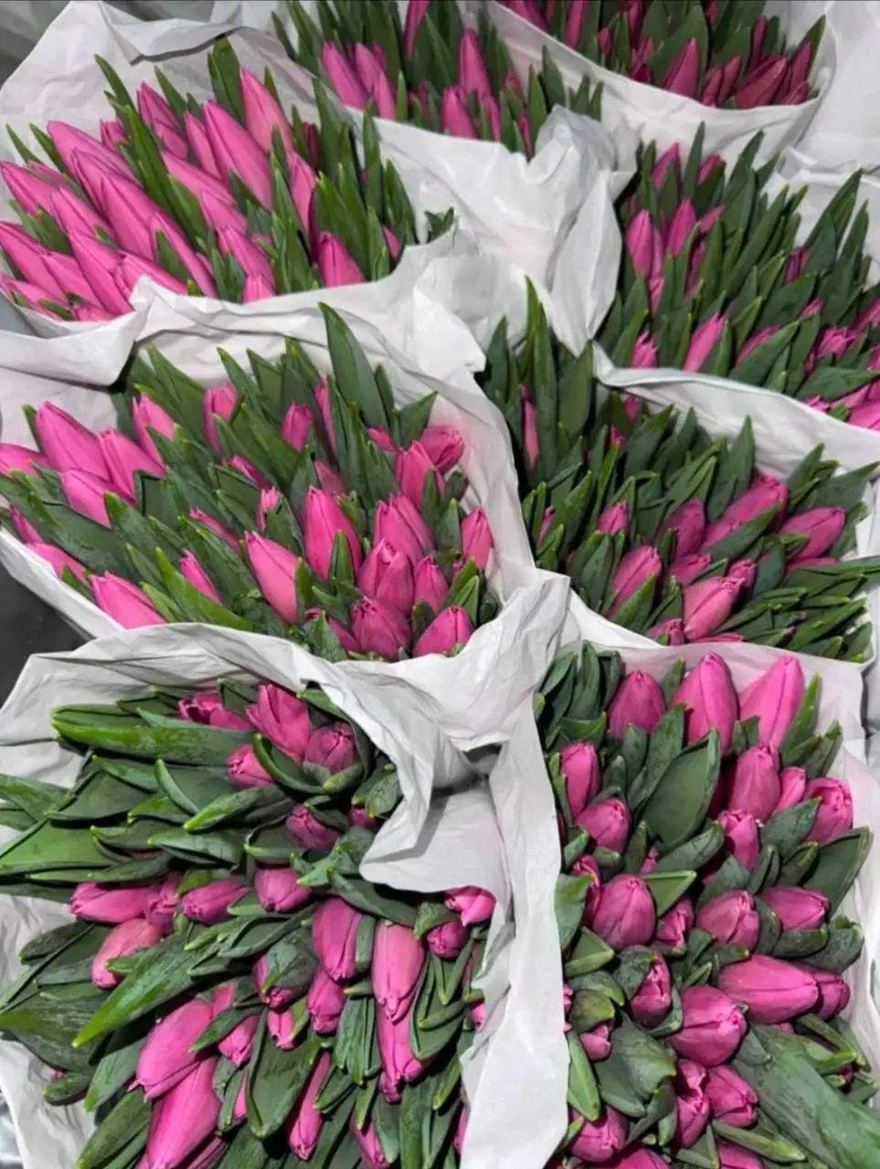 Заказ тюльпанов - Растения (Барахолка) в Иваново