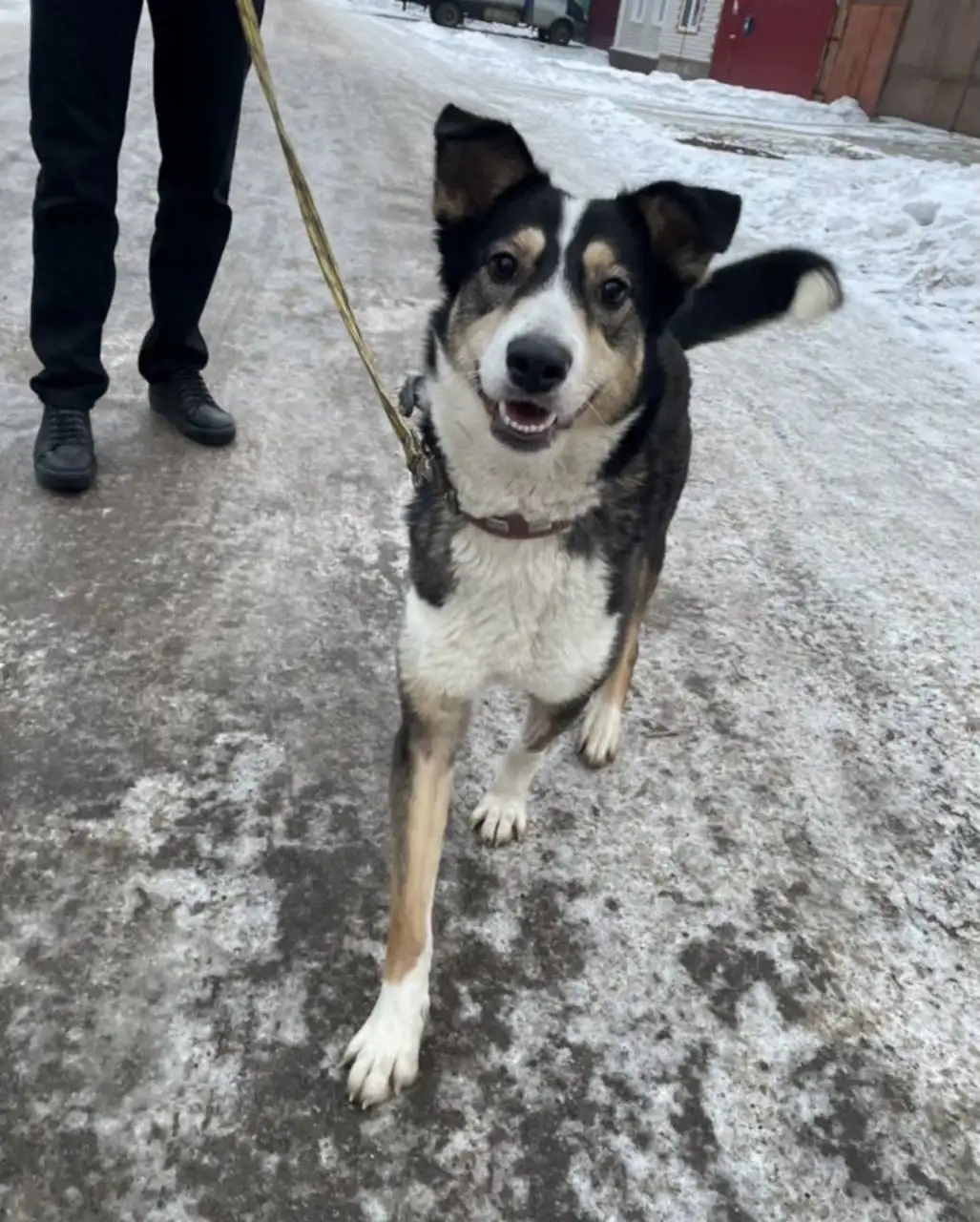 Ищу добрые руки для собаки Жули - Собаки (Животные) в Иваново