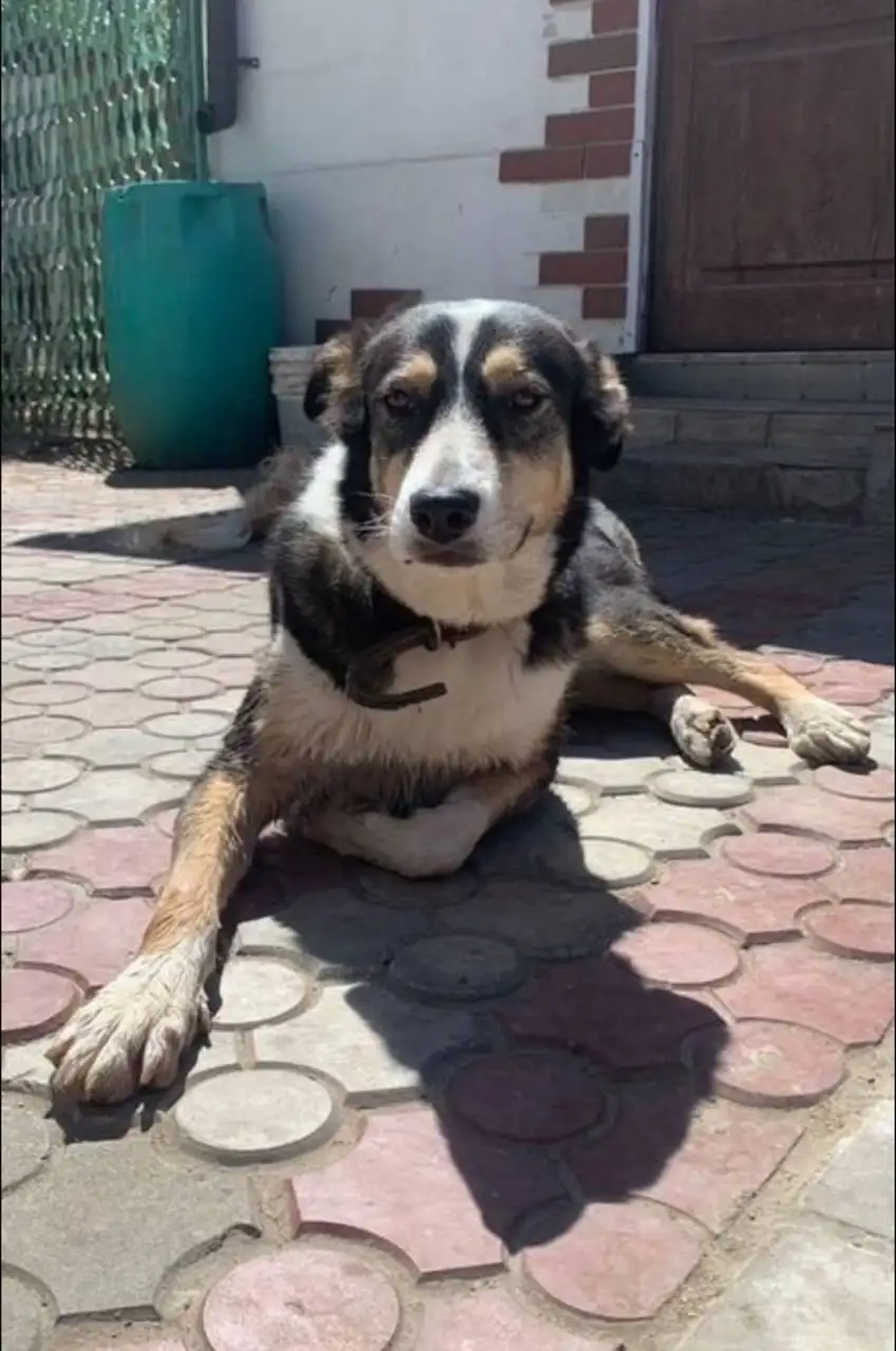 Ищу добрые руки для собаки Жули - Собаки (Животные) в Иваново