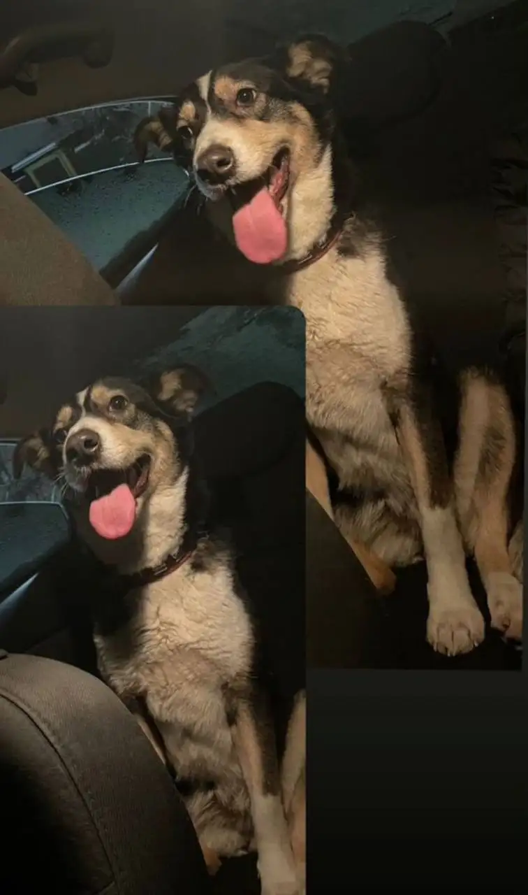 Ищу добрые руки для собаки Жули - Собаки (Животные) в Иваново