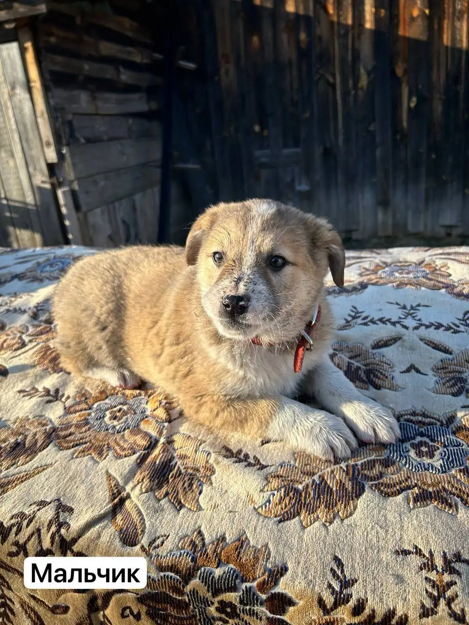 Щенки ищут дом - Собаки (Животные) в Иваново