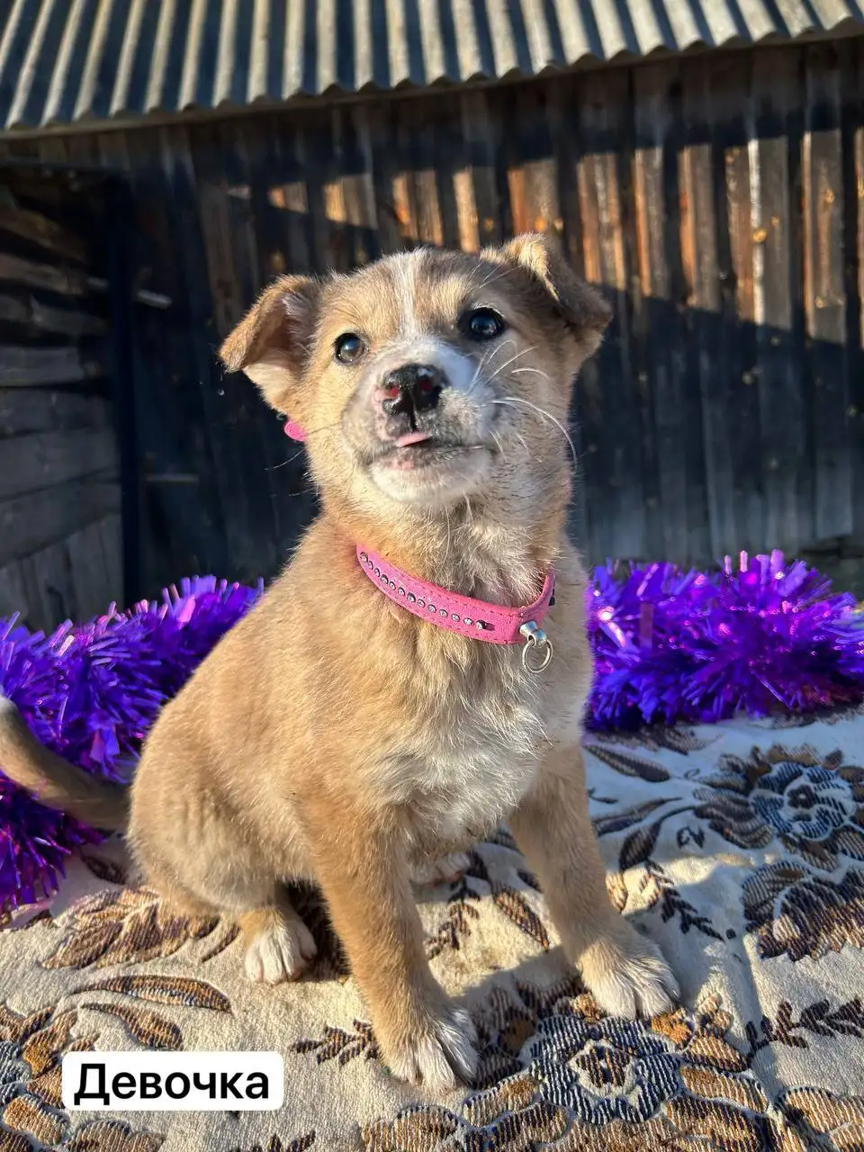 Щенки ищут дом - Собаки (Животные) в Иваново