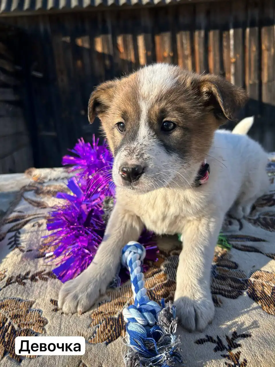 Щенки ищут дом - Собаки (Животные) в Иваново