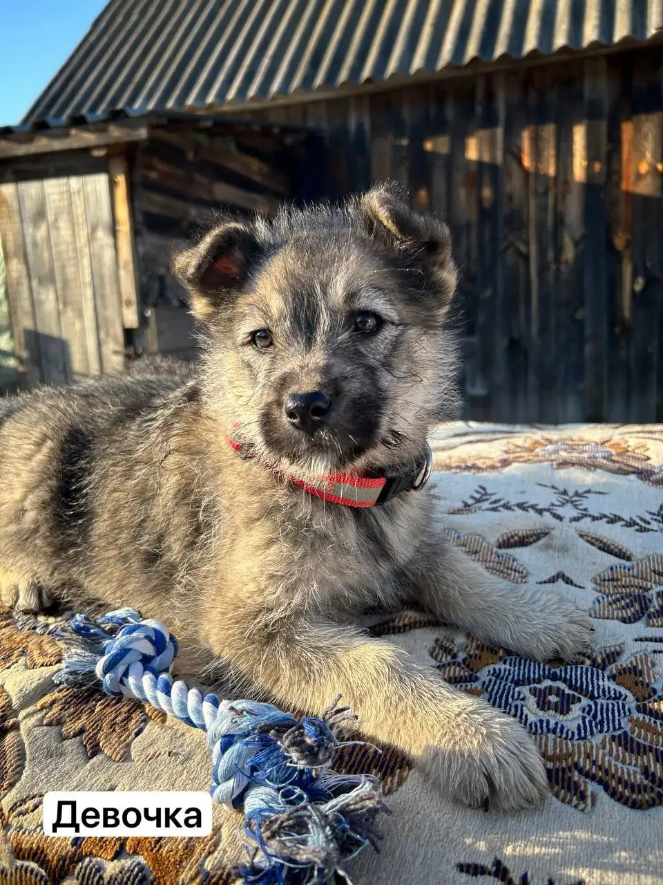 Щенки ищут дом - Собаки (Животные) в Иваново