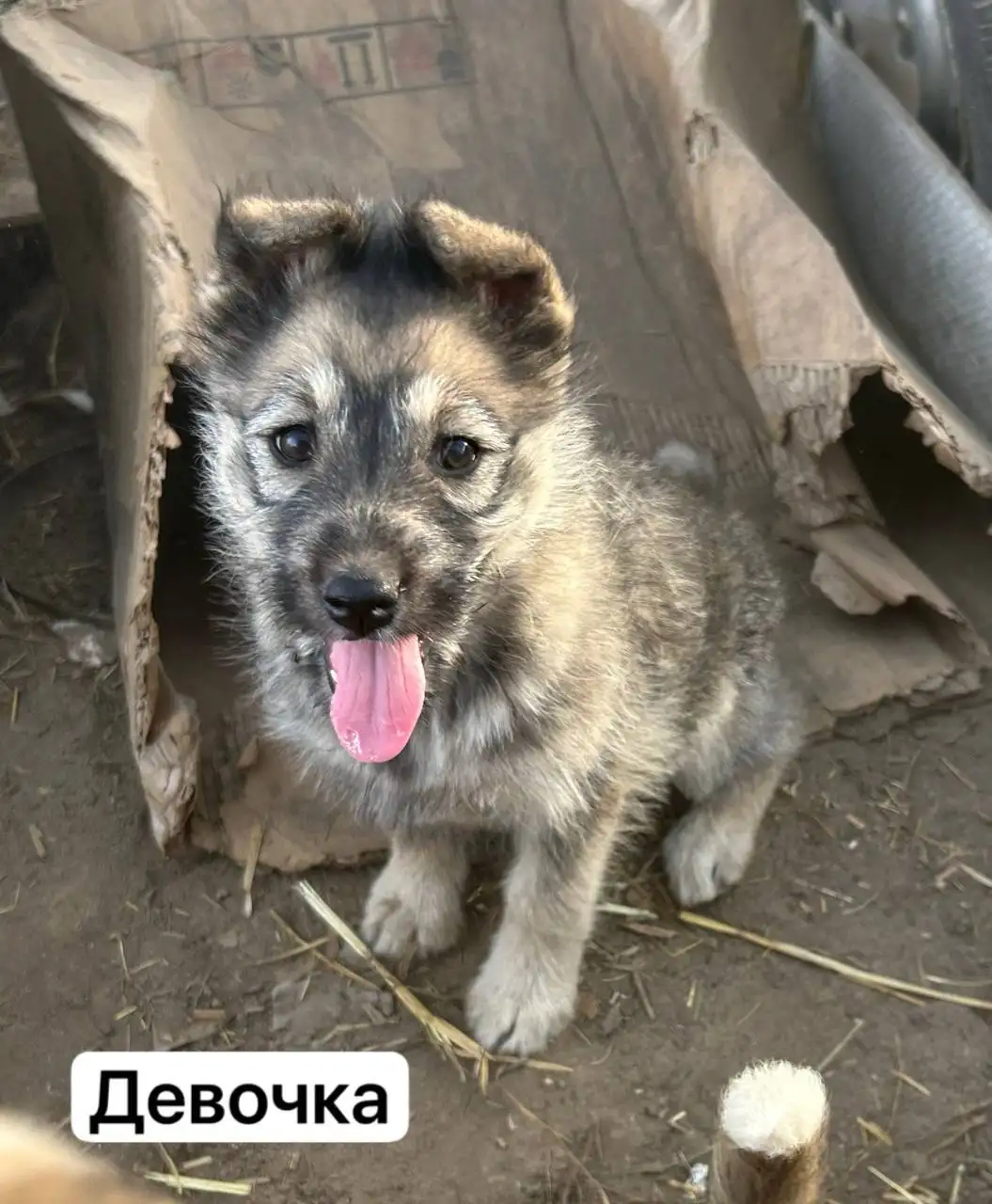 Ищем дом прекрасным щенкам - Собаки (Животные) в Иваново