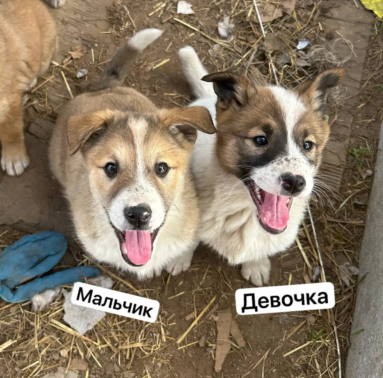 Ищем дом прекрасным щенкам - Собаки (Животные) в Иваново