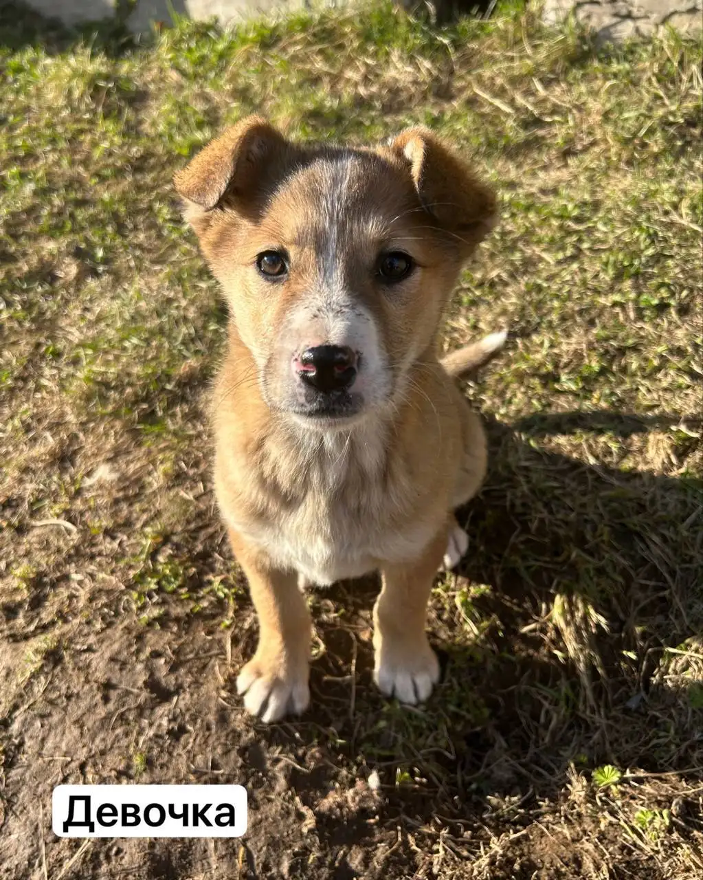 Ищем дом прекрасным щенкам - Собаки (Животные) в Иваново