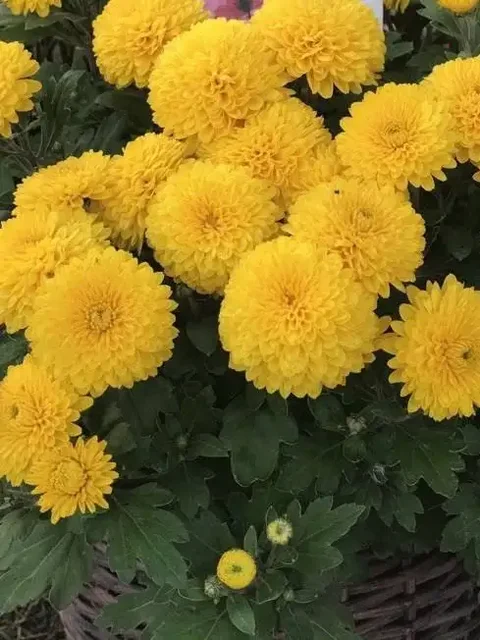 Саженцы хризантемы мультифлора Gigi Yellow и Эльф Вайт - частное объявление в Иваново