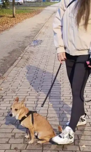 Пристройство собаки Тим в хорошие руки - частное объявление в Тольятти