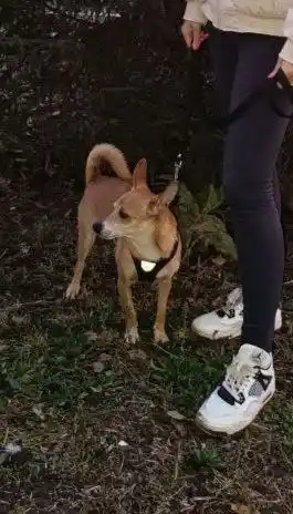 Пристройство собаки Тим в хорошие руки