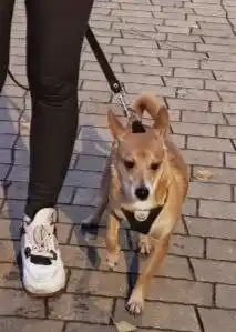 Пристройство собаки Тим в хорошие руки