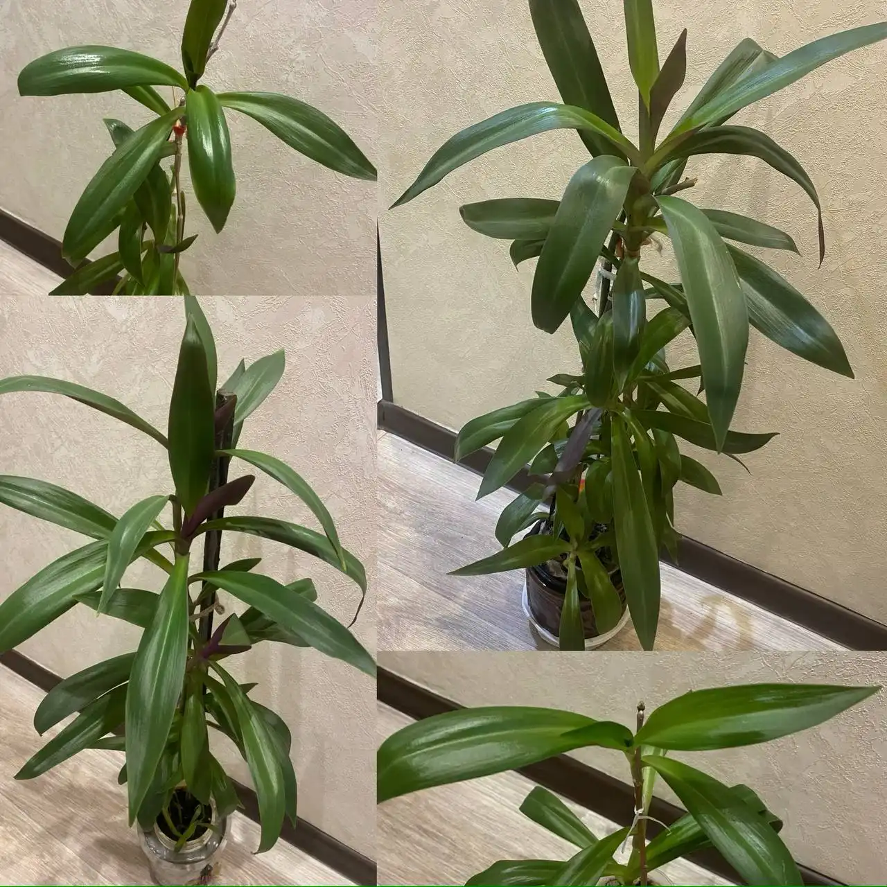 Продажа растения Рео