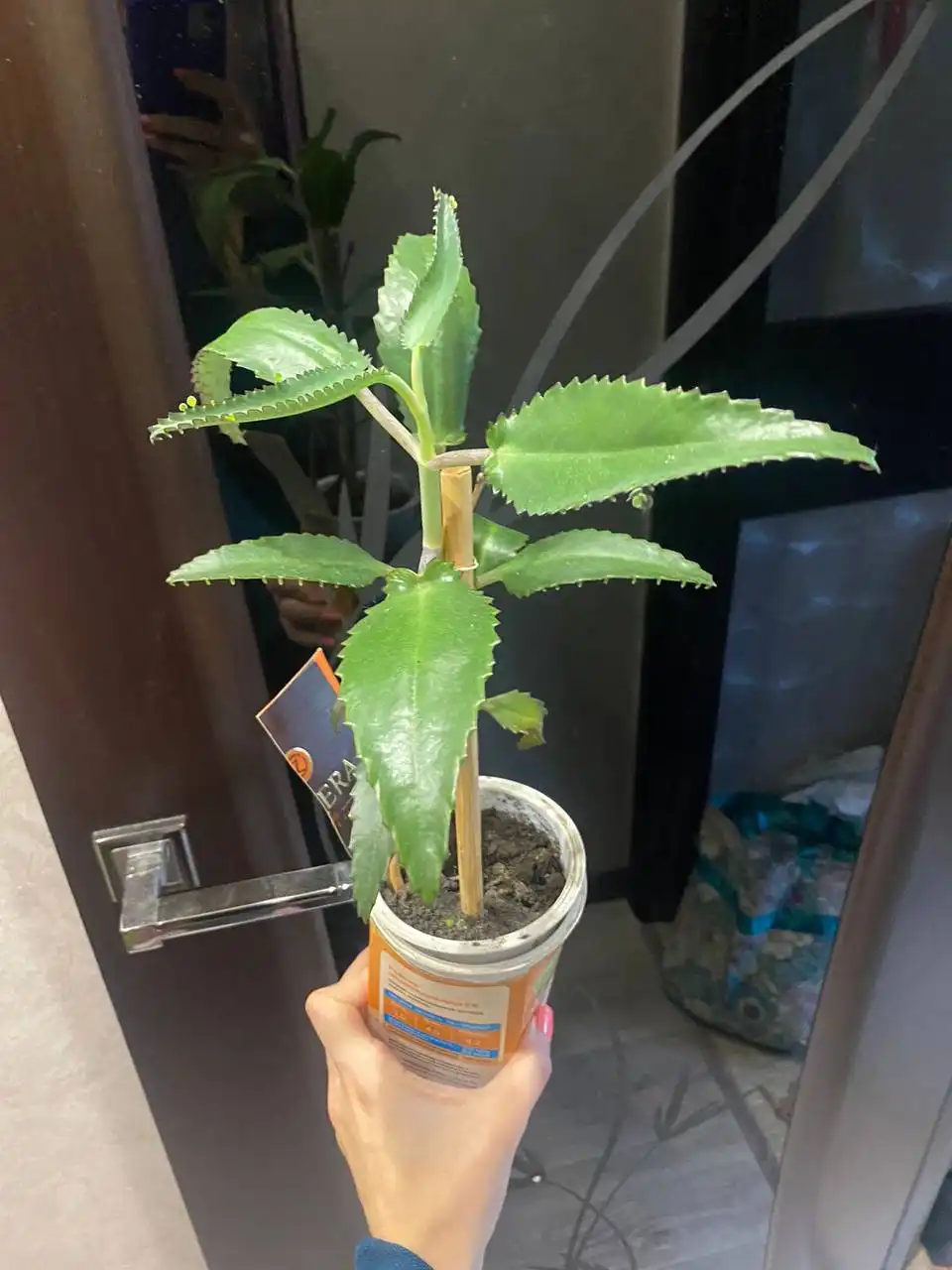 Продажа каланхое (живое дерево)