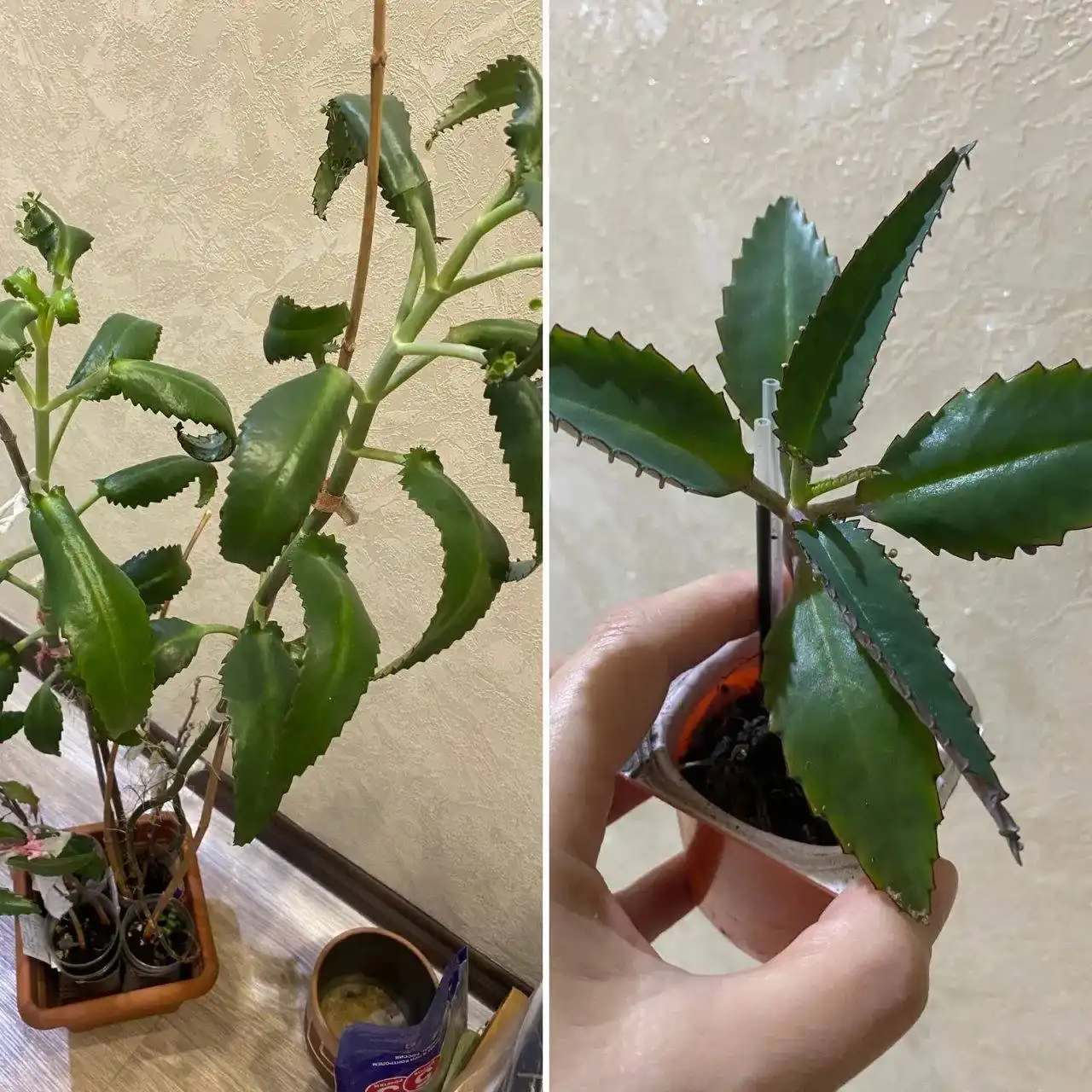 Каланхоэ лечебное от заложенности носа